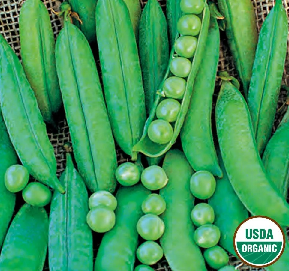 Pea Green Arrow Organic 4 Pea Green Arrow Organic - Image 2