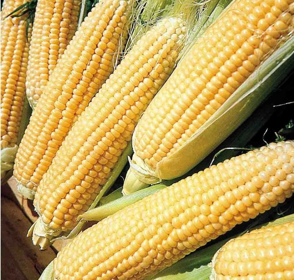 Sweet Corn Kandy Korn Hybrid 4 Sweet Corn Kandy Korn Hybrid - Image 2