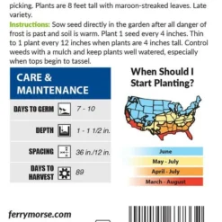 Sweet Corn Kandy Korn Hybrid