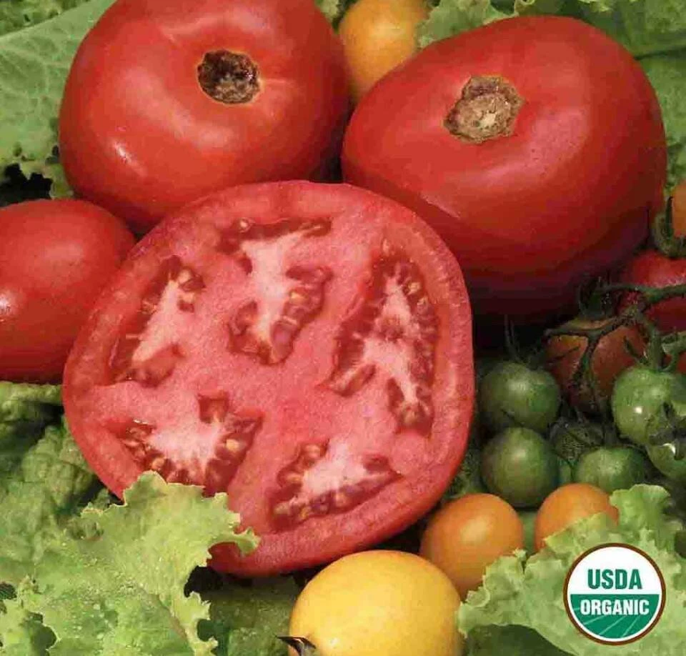 Tomato Beefsteak Organic 4 Tomato Beefsteak Organic - Image 2