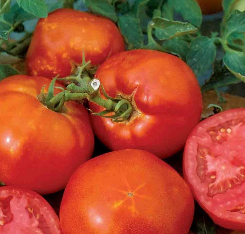 Tomato Big Boy Hybrid Heirloom 4 Tomato Big Boy Hybrid Heirloom - Image 2