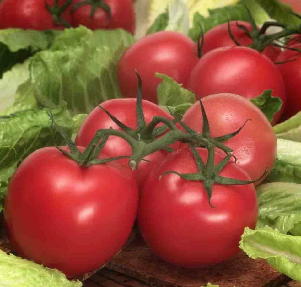 Tomato Early Girl Hybrid 4 Tomato Early Girl Hybrid - Image 2