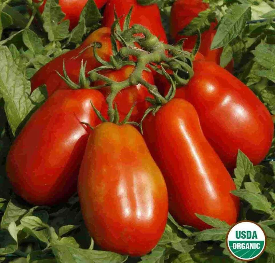 Tomato San Marzano Organic 4 Tomato San Marzano Organic - Image 2