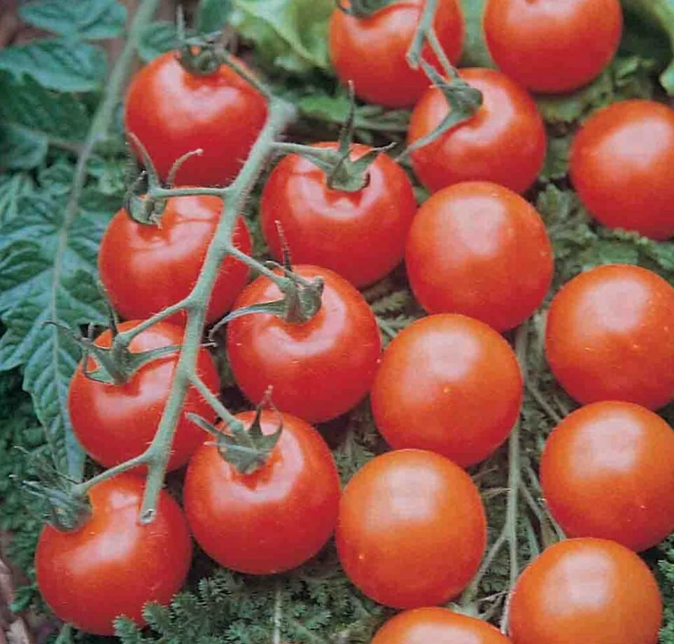 Tomato Supersweet 100 VF Hybrid 4 Tomato Supersweet 100 VF Hybrid - Image 2