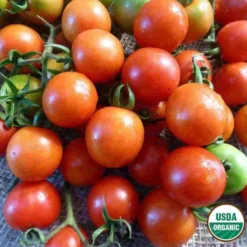 Tomato Sweetie Organic