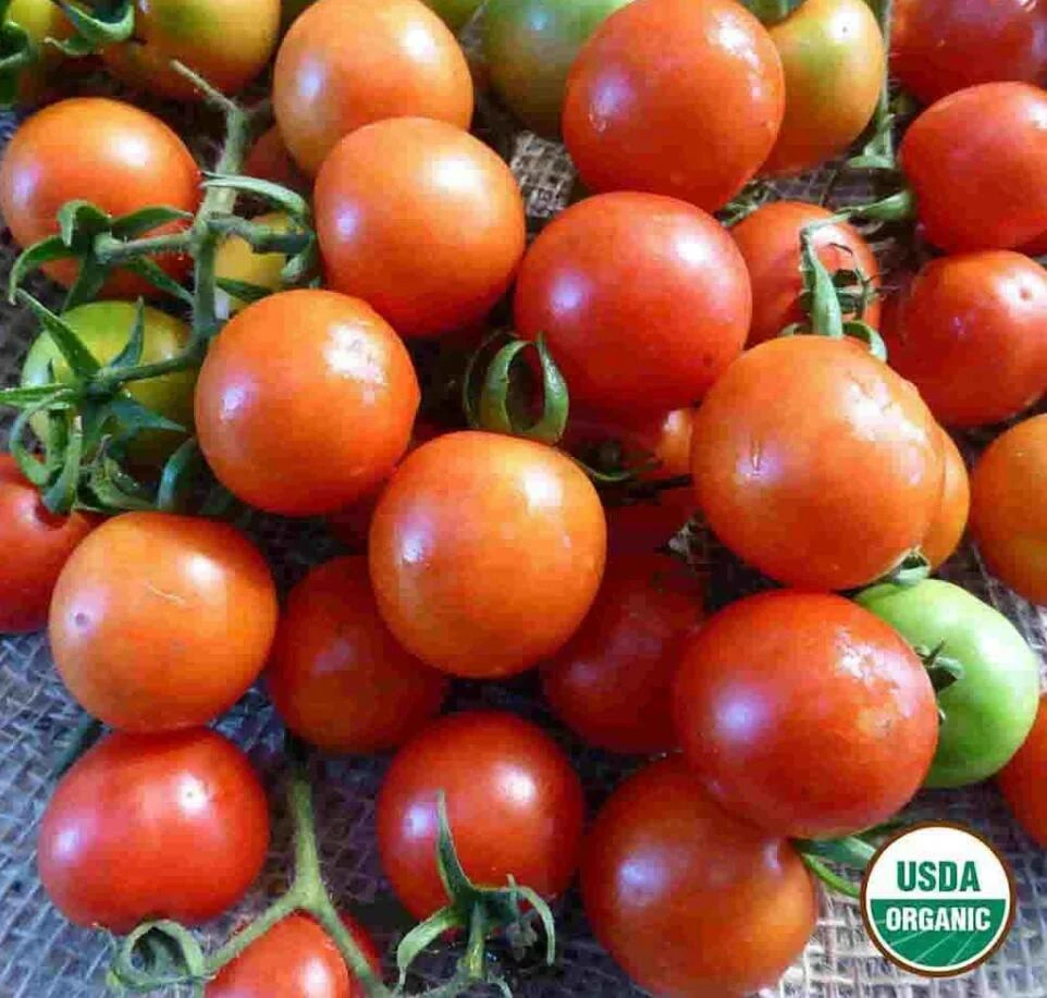 Tomato Sweetie Organic 3 Tomato Sweetie Organic