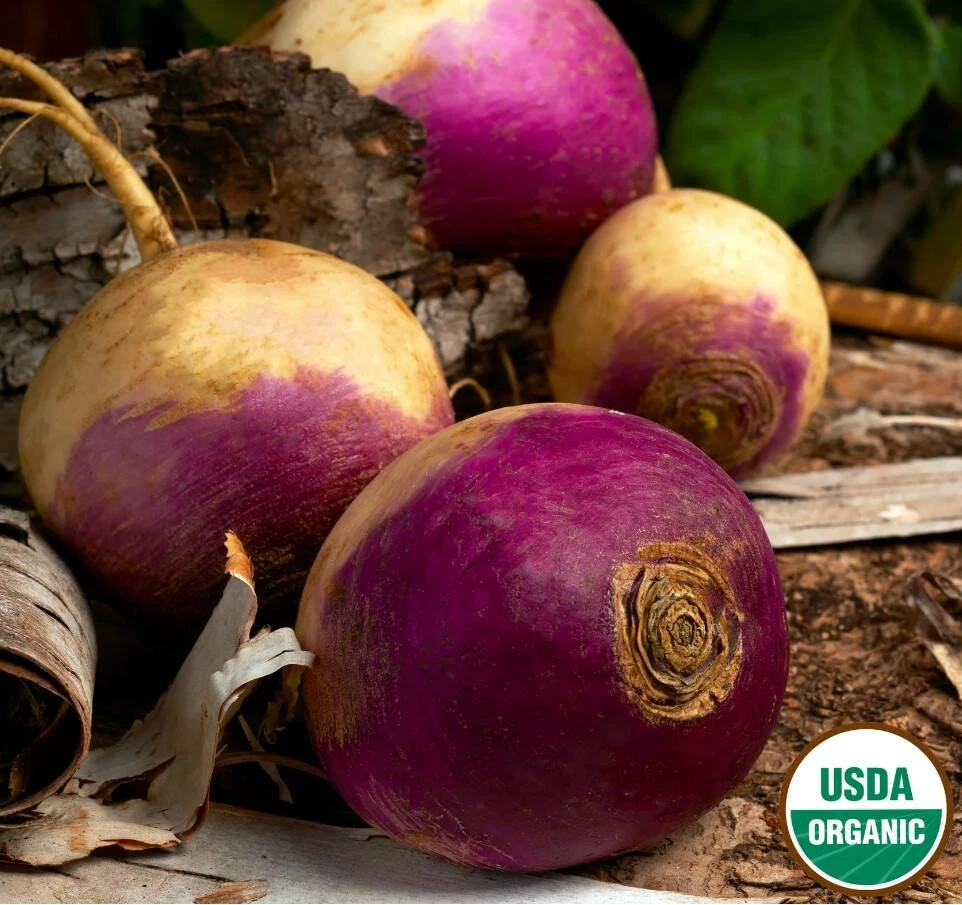Turnip Purple Top Organic 4 Turnip Purple Top Organic - Image 2